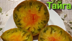 Томат Тайга