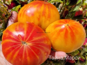 Томат Тайна Марси