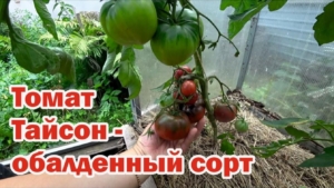 Томат Тайсон