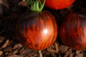 Томат Темный тигр