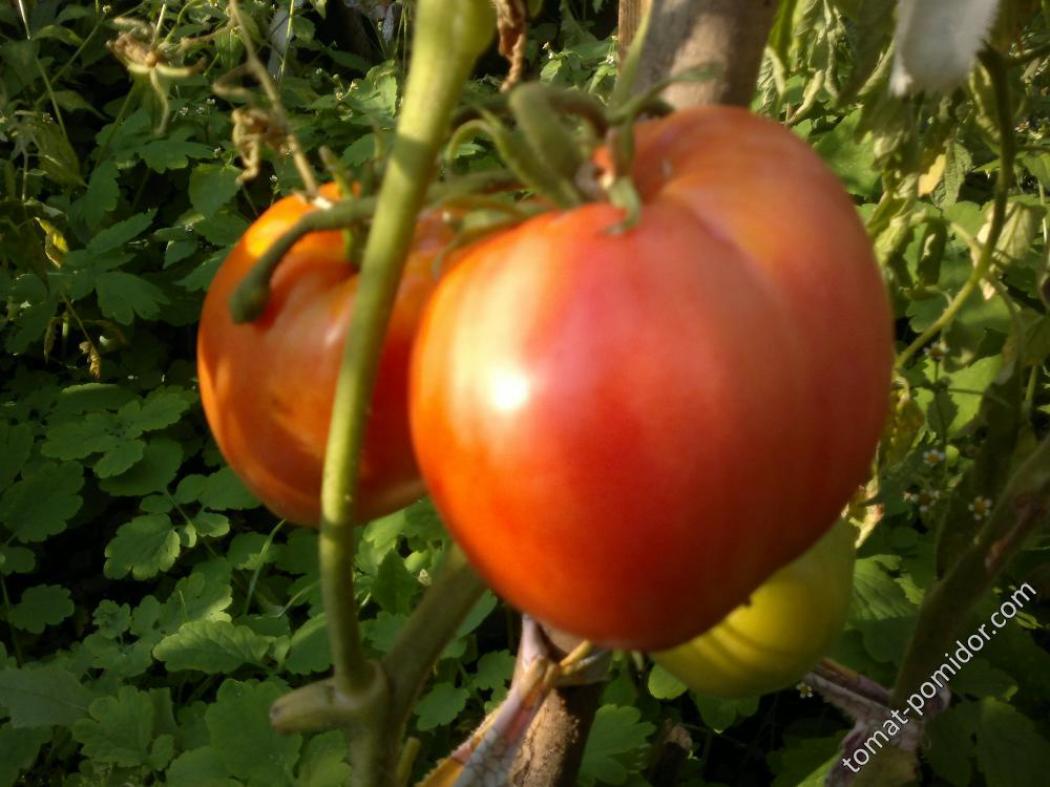 Томат Тещина любовь 2