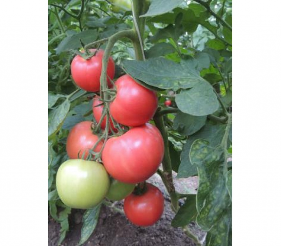 Томат Тести