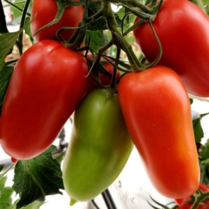 Томат Тезоро