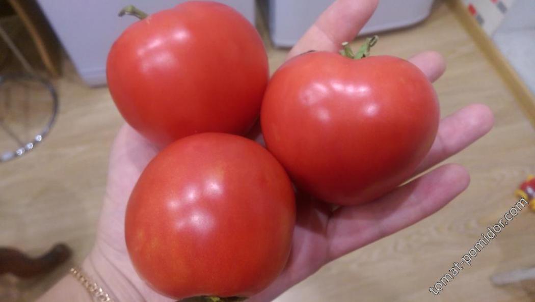 Томат Тмаг 666 3