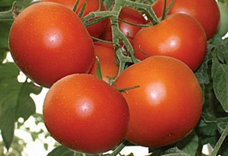 Томат Толстый сосед 2