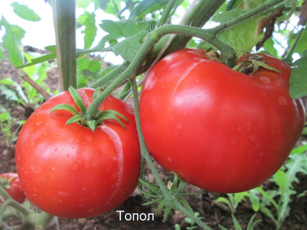 Томат Топол