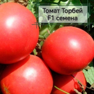 Томат Торбей