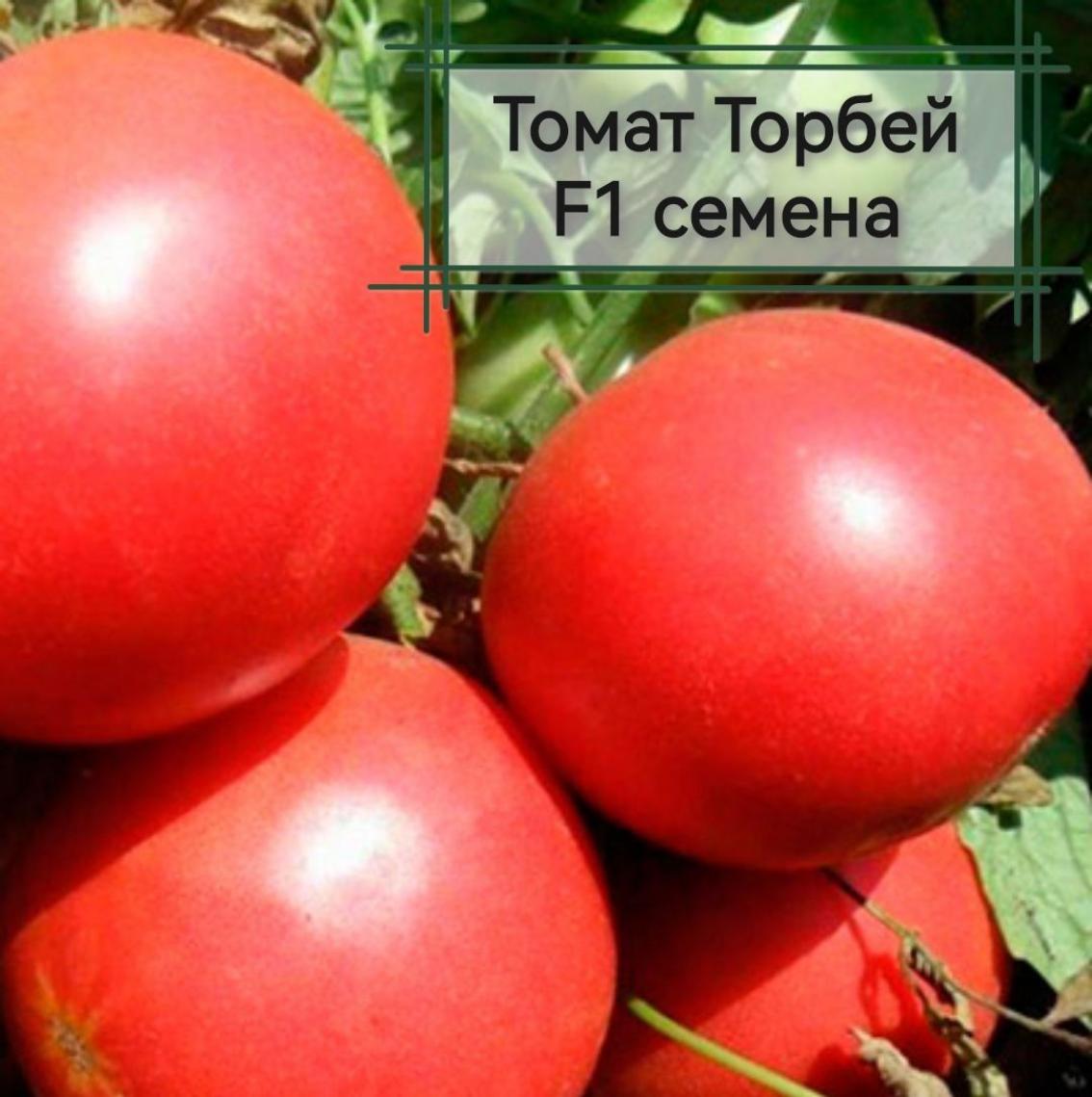 Томат Торбей