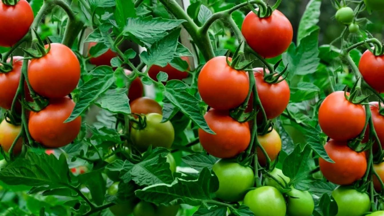 Томат Три сестры 2