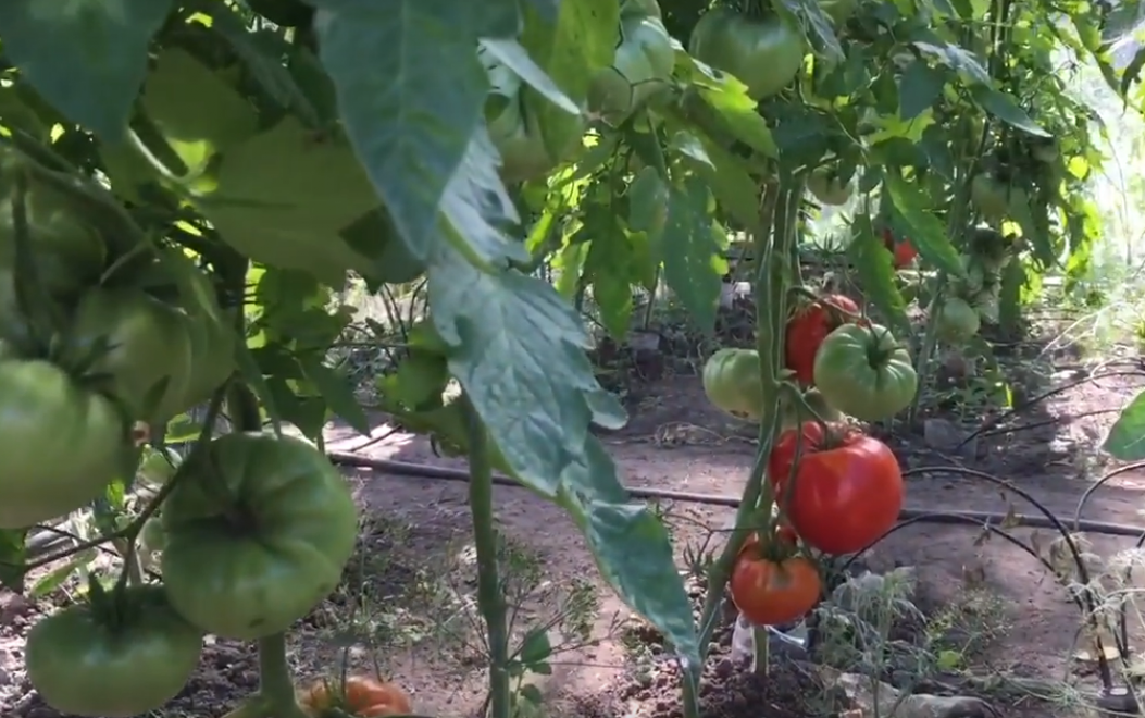 Томат Три толстяка 2