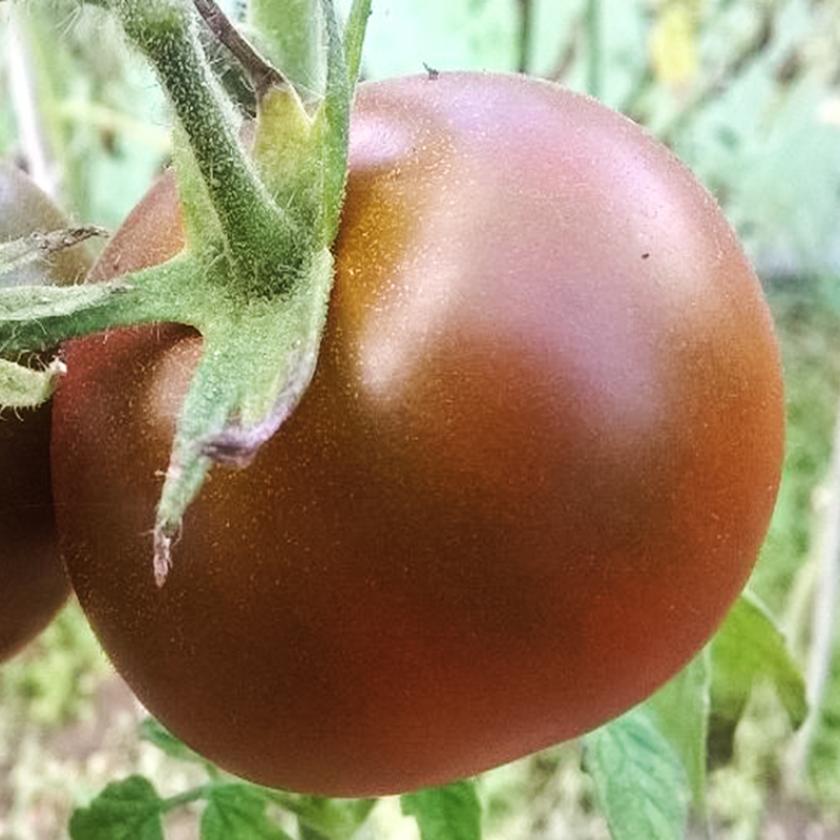 Томат Троя 2