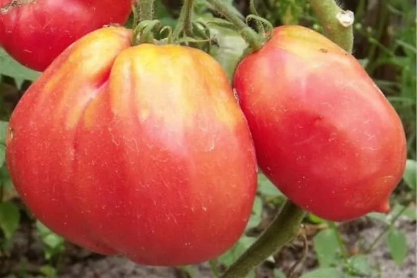 Томат Царь горы 2