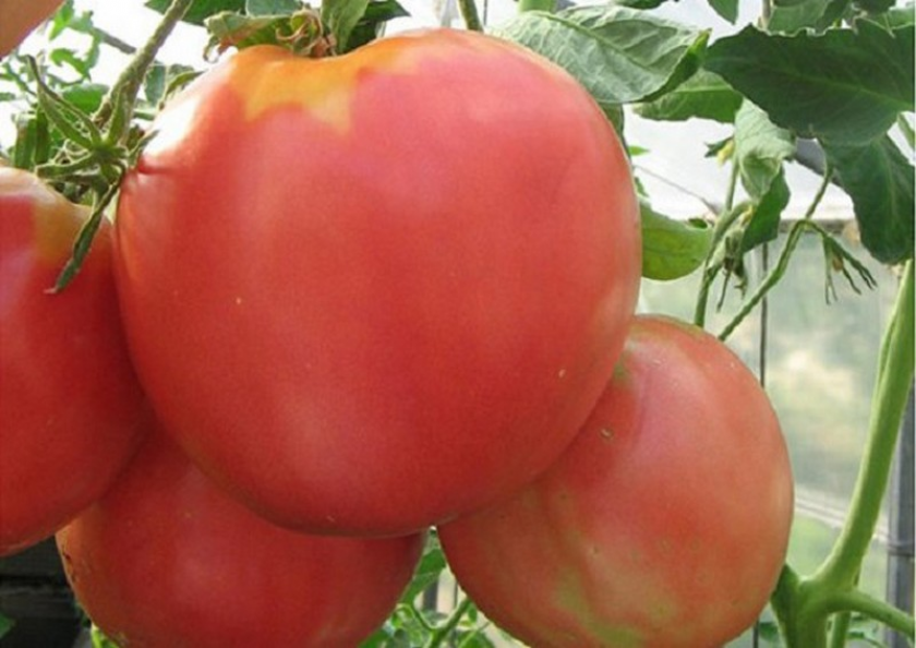 Томат Царь горы