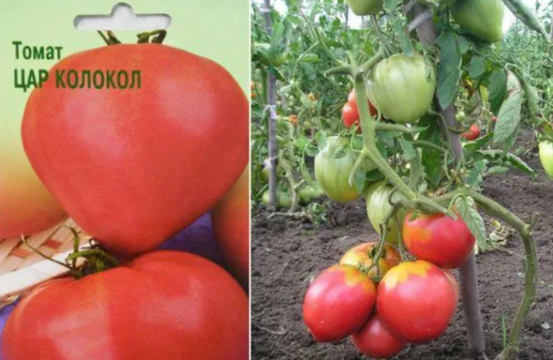 Томат Царь колокол 3