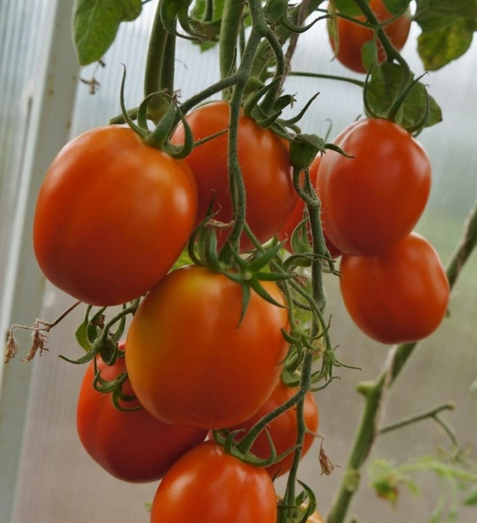 Томат Царь Петр 2