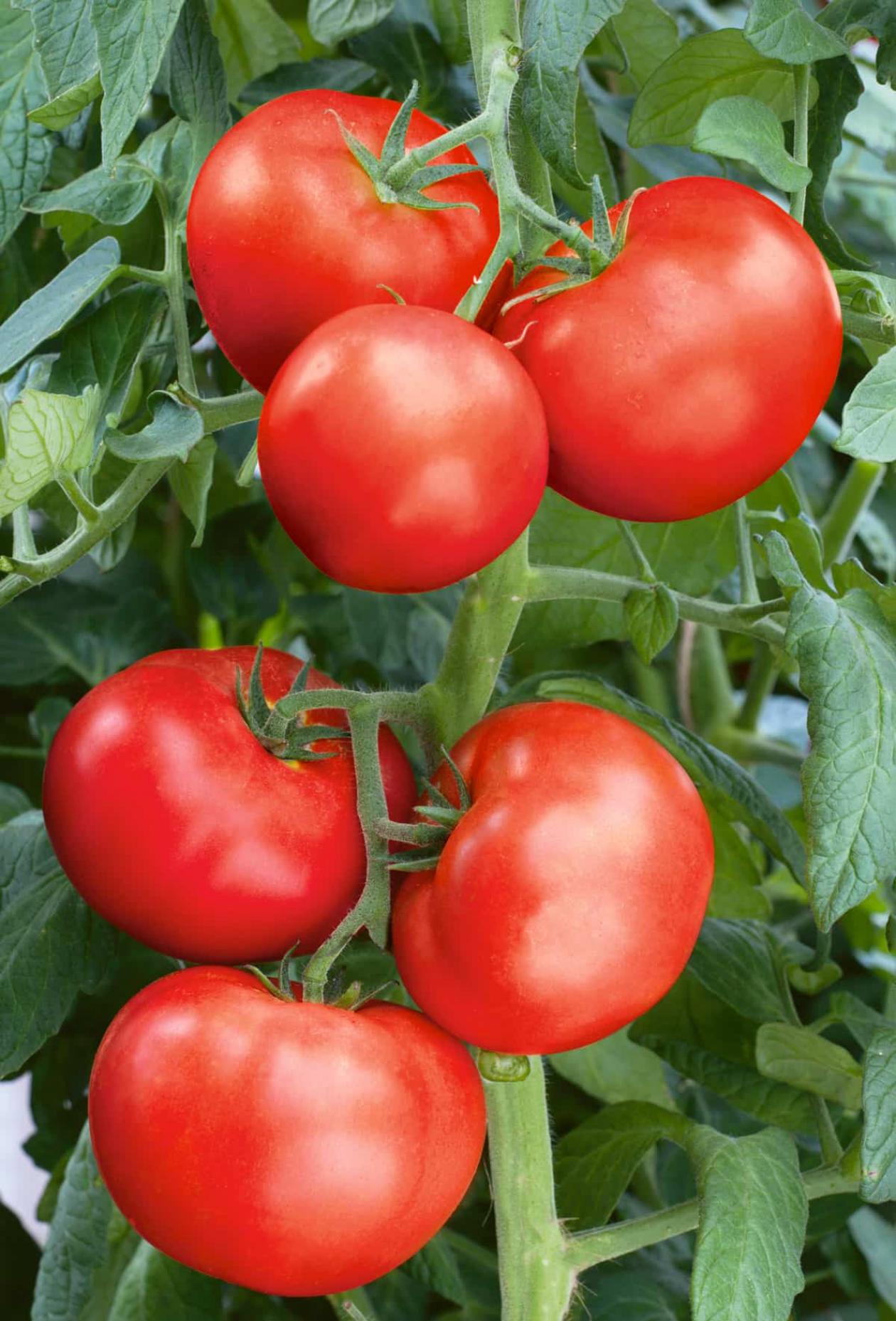 Томат Царевич 4