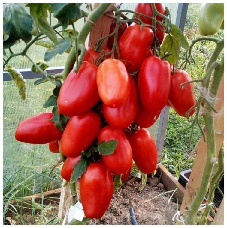 Томат Царское искушение