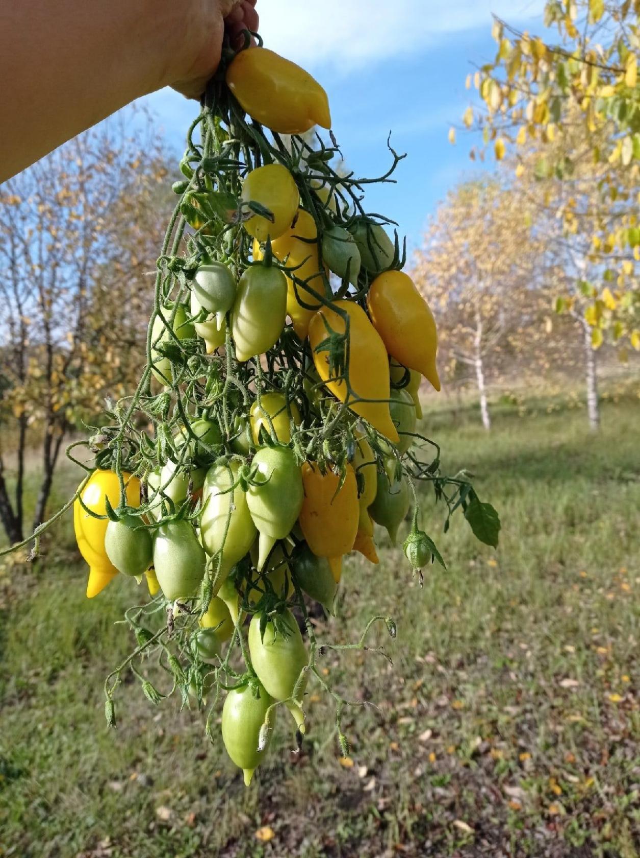 Томат Цыпочка 5