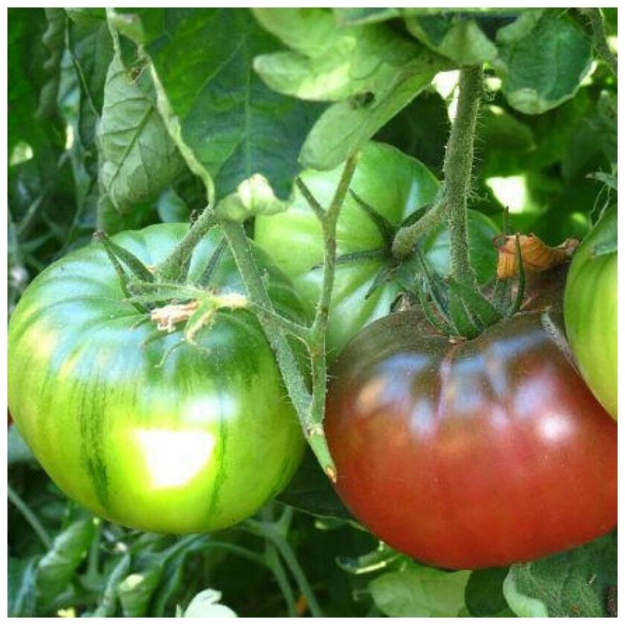 Томат Тульский черный 2