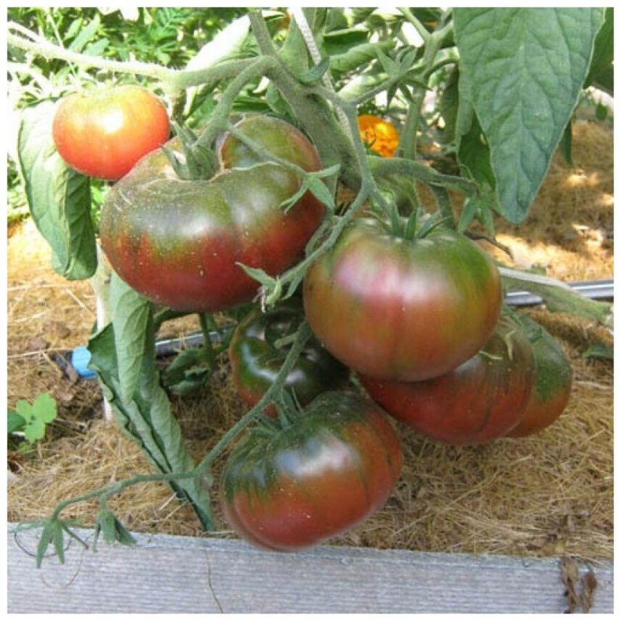 Томат Тульский черный 4