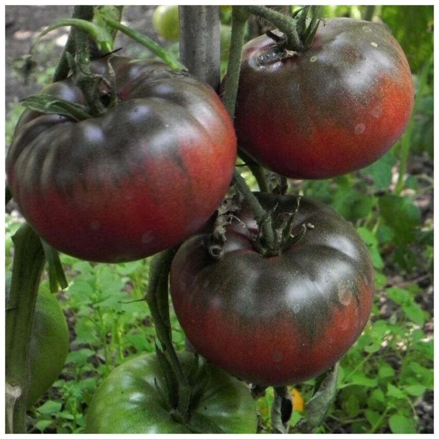 Томат Тульский черный 5
