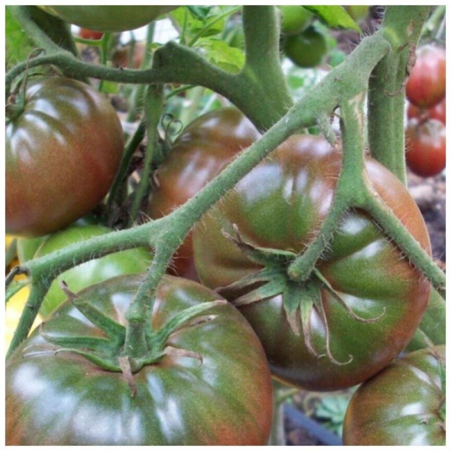 Томат Тульский черный