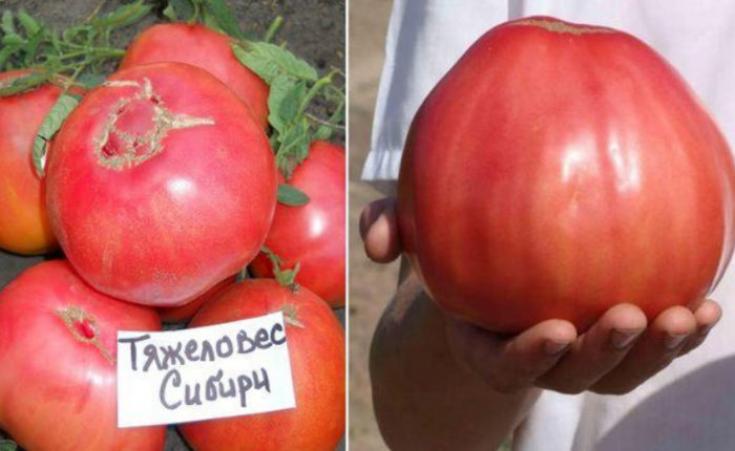 Томат Тяжеловес Сибири 3