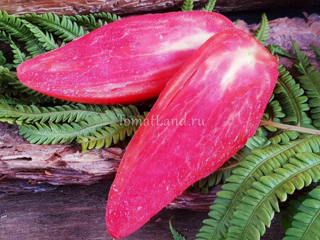Томат Тюльпан розовый 5