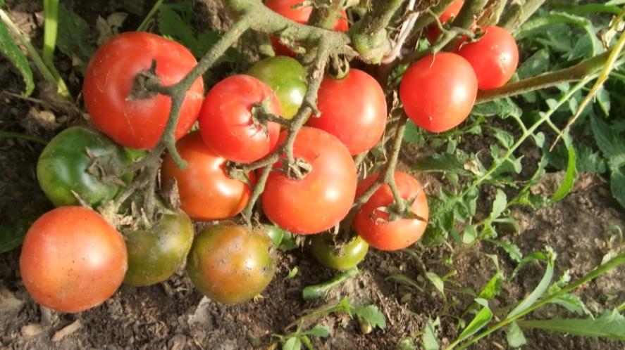 Томат Убойная сила 2