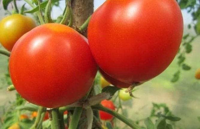 Томат Убойная сила