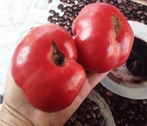 Томат Укус змеи
