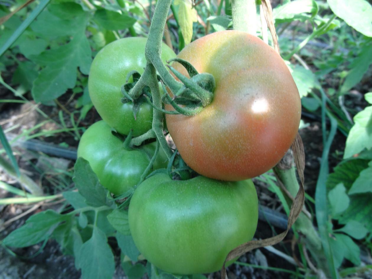 Томат Урожайные Гусева 2