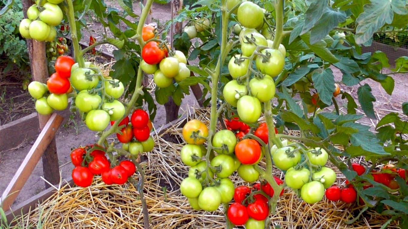 Томат Урожайные Гусева 3