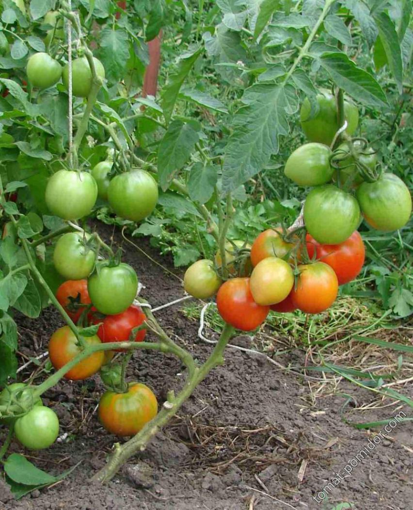 Томат Урожайные Гусева 4