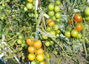 Томат Урожайные Гусева