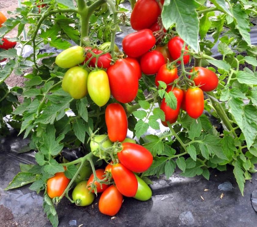 Томат Ушаков 2