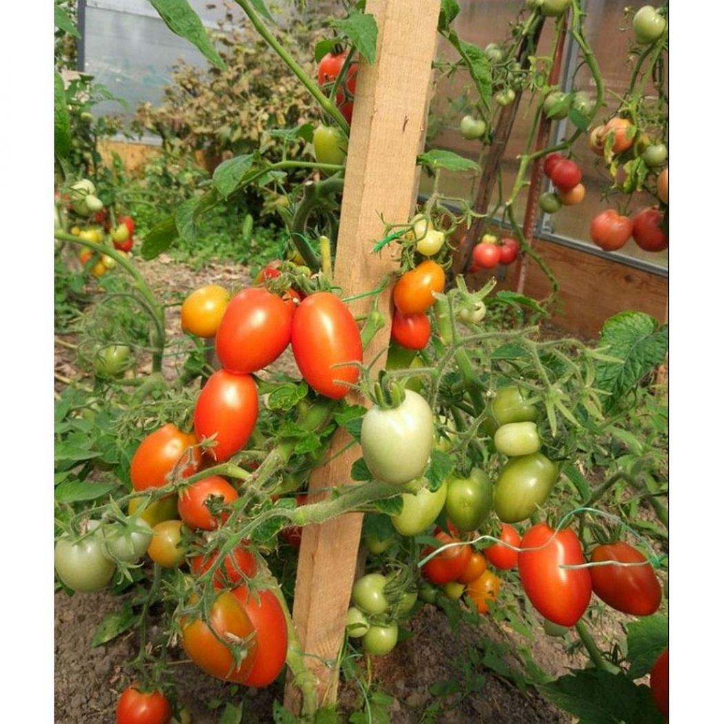 Томат Ушаков