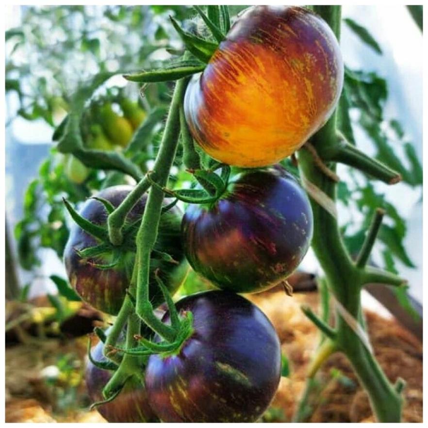 Томат Уссурийский тигр 2