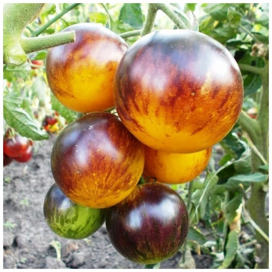 Томат Уссурийский тигр 3