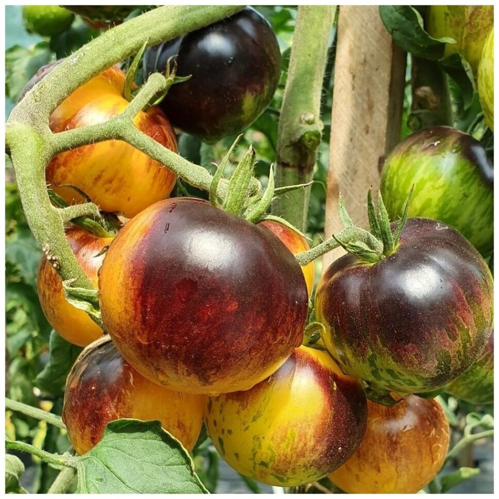 Томат Уссурийский тигр 4