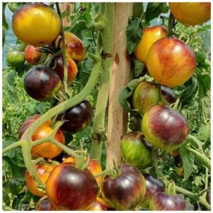 Томат Уссурийский тигр