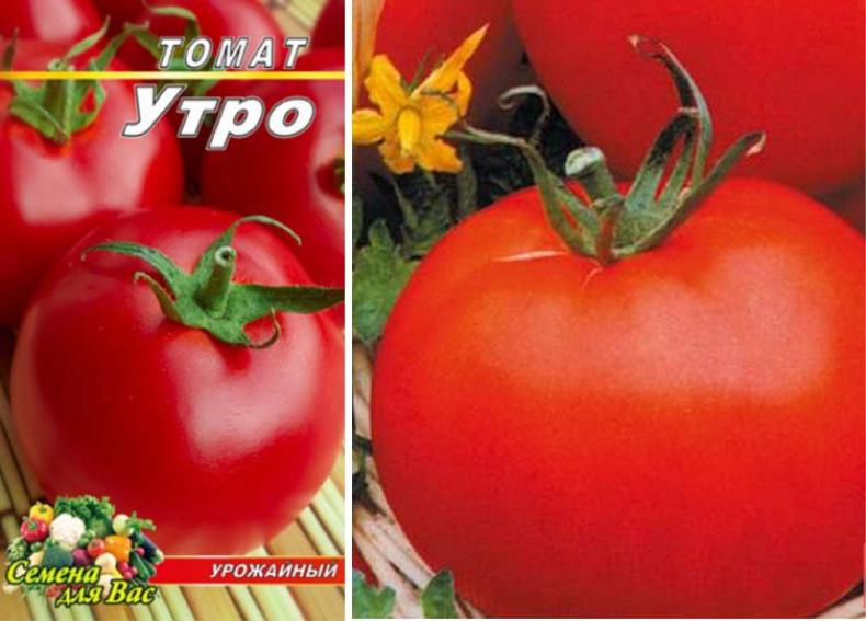 Томат Утро 2