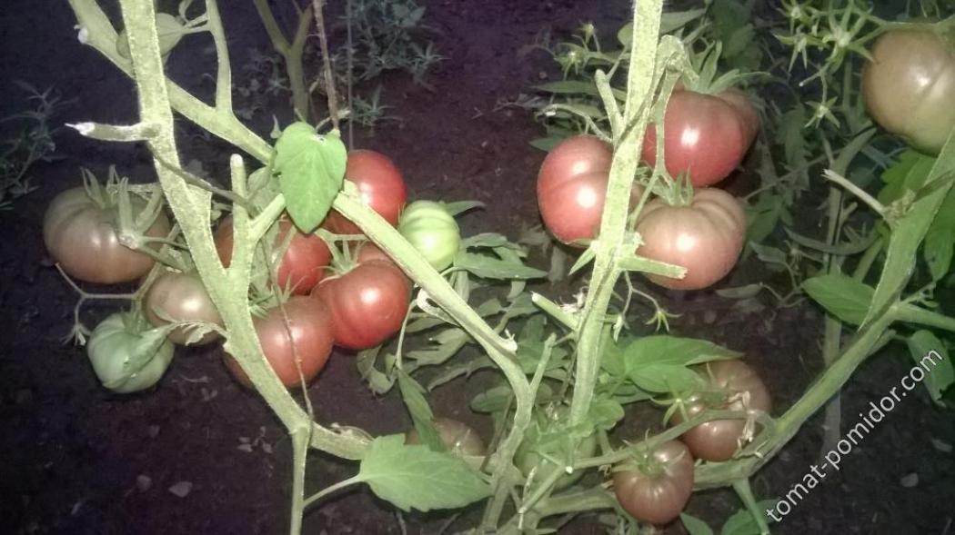 Томат Увертюра НК 2