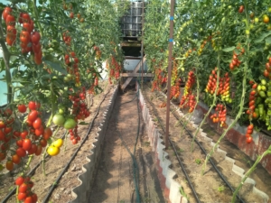 Томат В 355 F1
