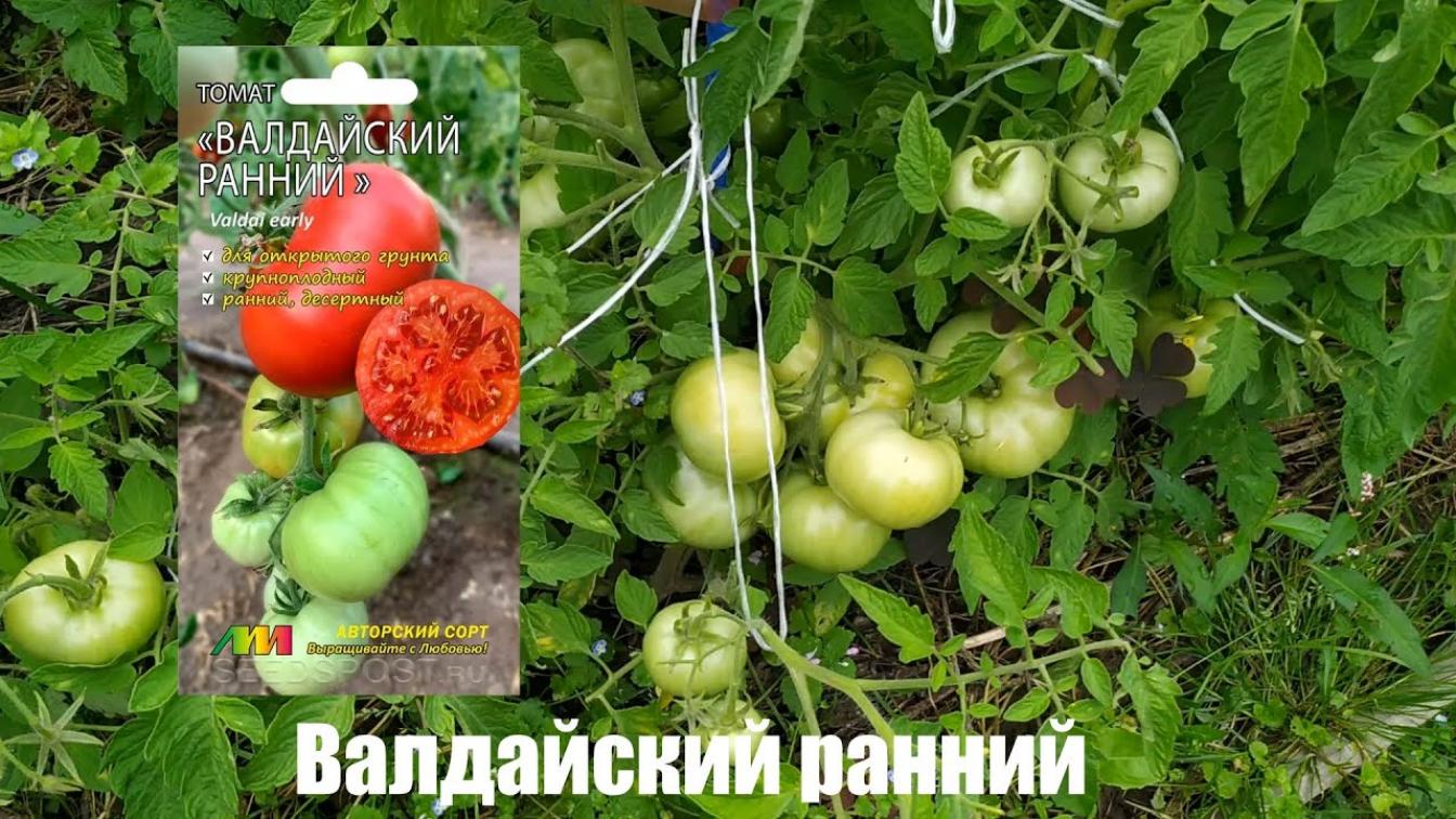 Томат Валдайский ранний 2