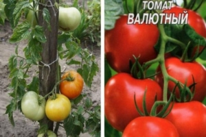 Томат Валютный