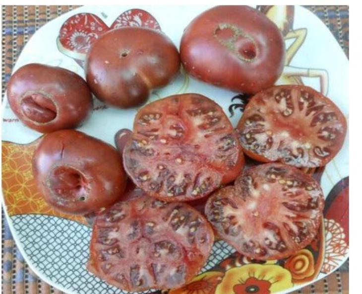 Томат Варшава 2