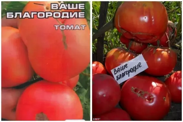 Томат Ваше благородие 2