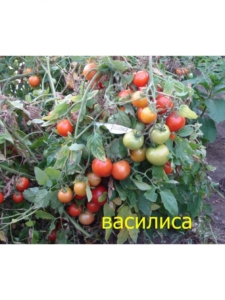 Томат Василиса