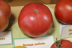 Томат Вечная любовь